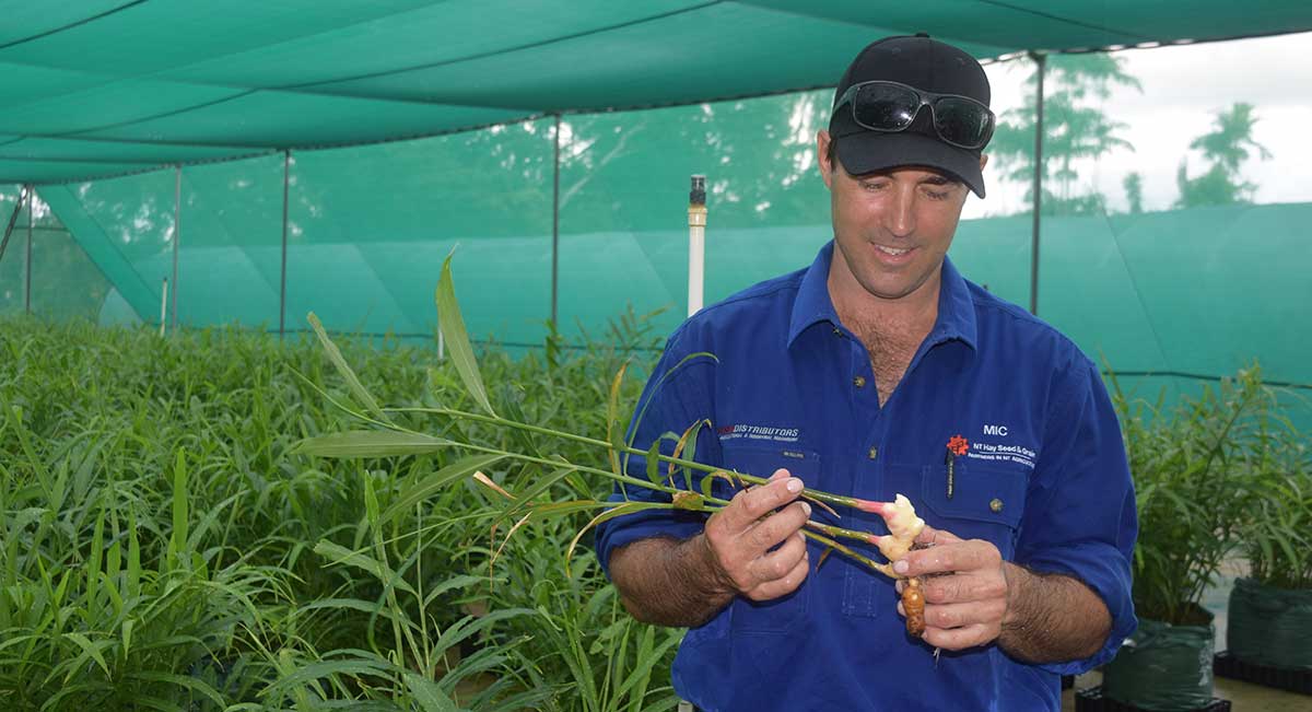 Man inspecting ginger plans in ginger trial