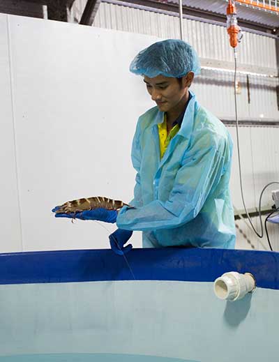 Technician holding a prawn