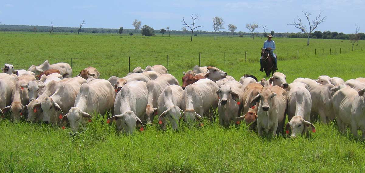 Farmer walking herd of cattle