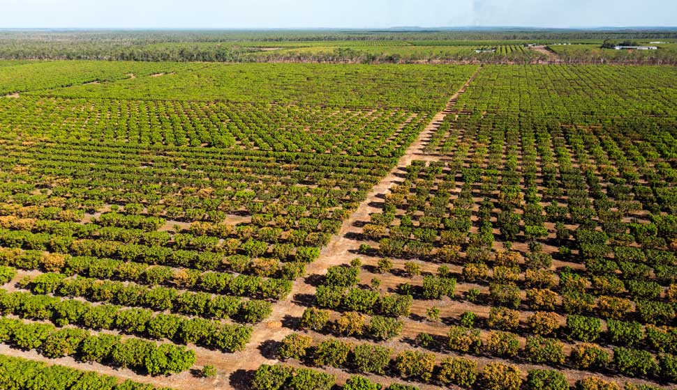 Aerial view of paddocks