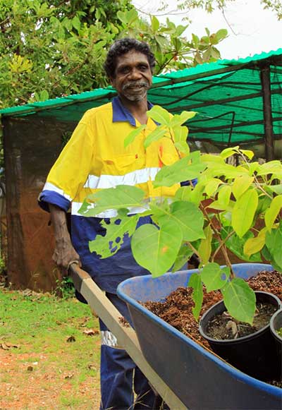 Aboriginal workman pushing wheelbarrow with plants