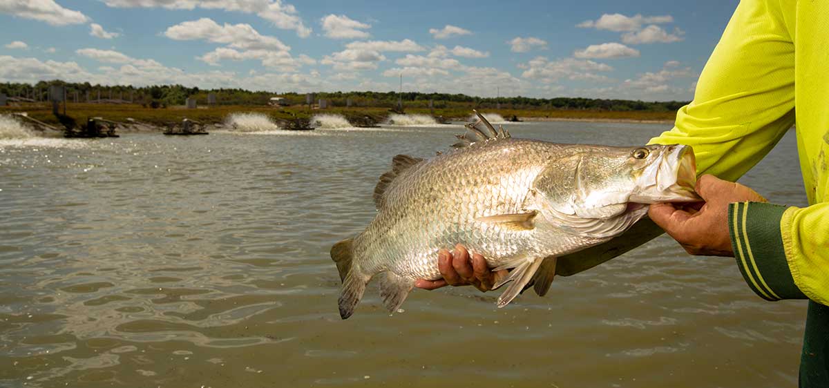 Large Barramundi