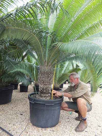 Man tending to a cycad