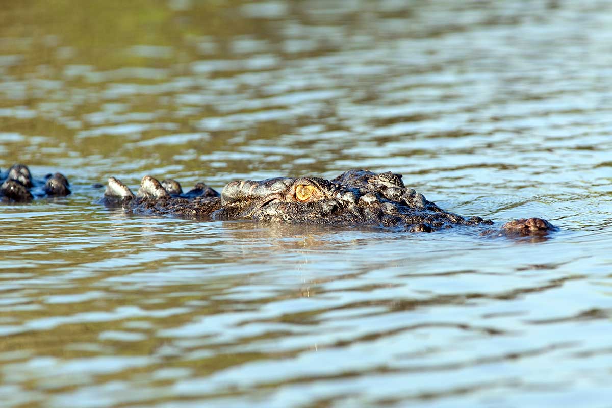 Robotic Harvester snapped up in Croc Pitch challenge