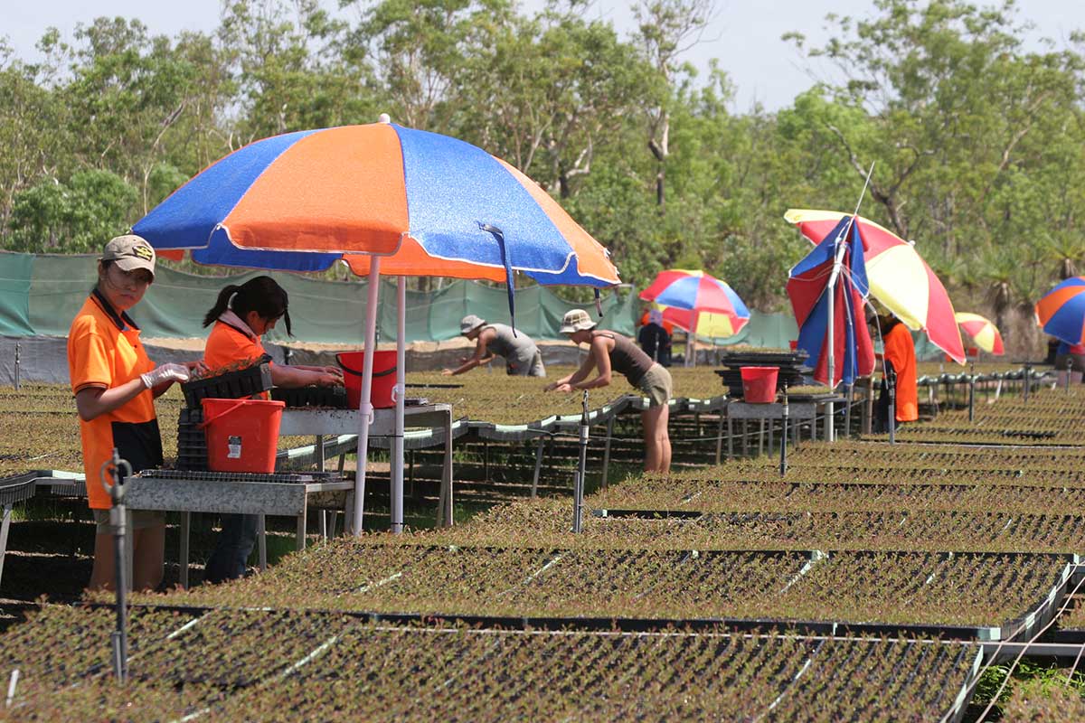 Workers in a plants nursery