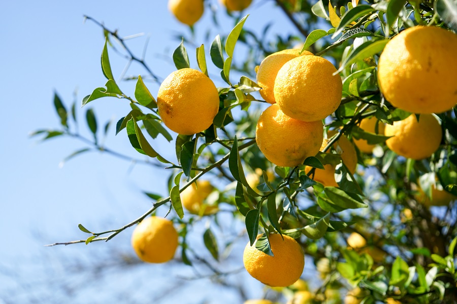 Healthy lemon tree