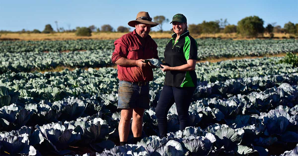 Two people in paddock of cabbages