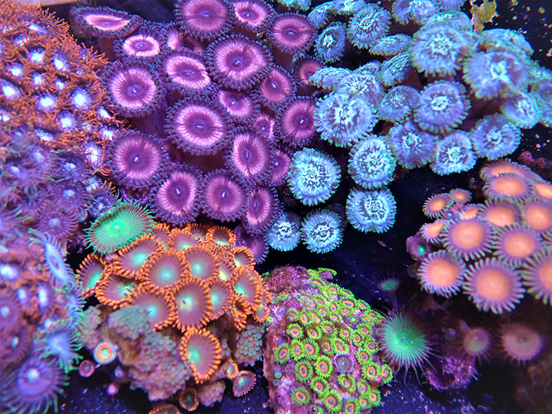 Image of tropical coral.