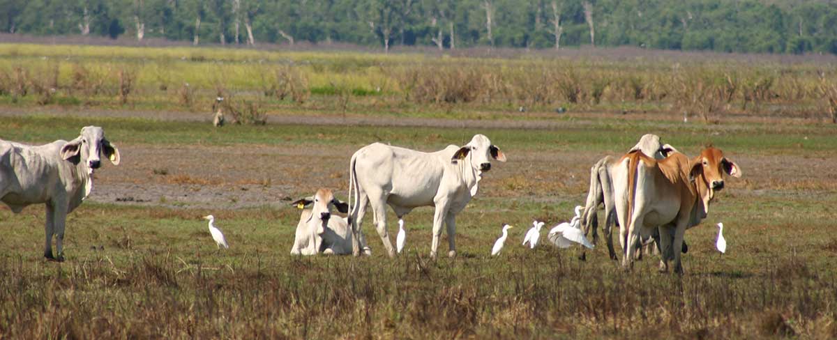 Cattle in paddock