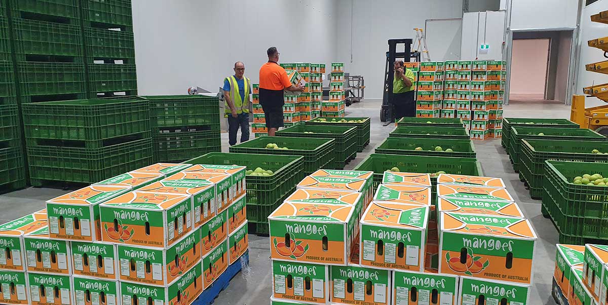 Mangoes being prepared for export