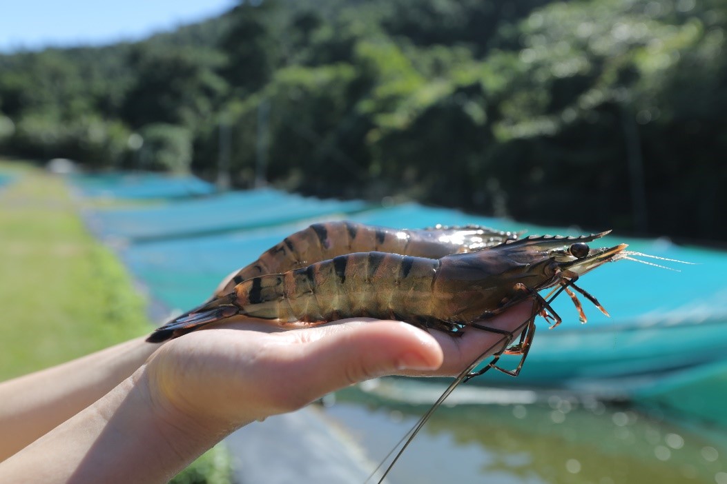 Black tiger prawns