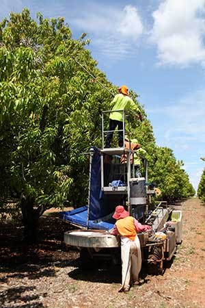 Mango pickers